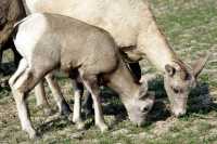 Big Horn Sheep Mother and Lamb CM11-29