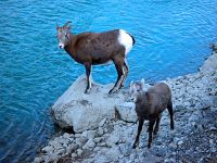Rocky Mountain Bighorn Sheep and Lamb 13