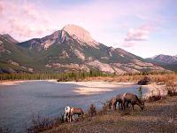 Rocky Mountain Bighorn Sheep Band 11
