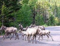 Rocky Mountain Bighorn Sheep Band 10