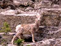 Bighorn Sheep Ewe 15