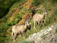 Big Horn Sheep CM11-21