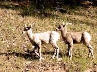 Big Horn Sheep Ewes 17