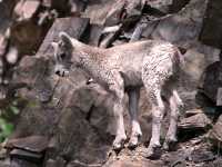 Big Horn Sheep Ewe CM11-26