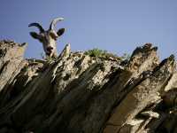 Big Horn Sheep CM11-25