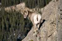 Big Horn Sheep, Jasper National Park CM11-01