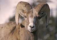 Big Horn Sheep, Jasper National Park CM11-04