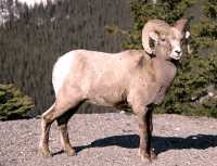 Big Horn Sheep, Jasper National Park CM11-05