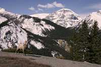Big Horn Sheep, Jasper National Park CM11-06