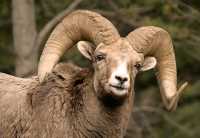 Big Horn Sheep, Jasper National Park CM11-08