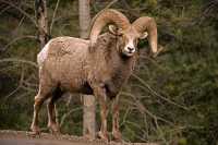 Big Horn Sheep, Jasper National Park CM11-09