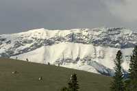 Big Horn Sheep, Jasper National Park CM11-12