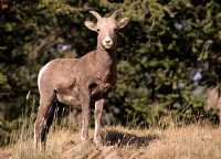 Big Horn Sheep, Banff National Park CM11-15