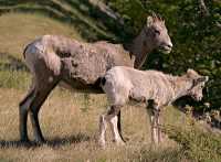 Big Horn Sheep and Lamb, Banff National Park CM11-16