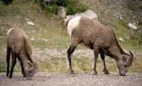 Big Horn Sheep and Lamb, Banff National Park CM11-17