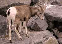 Big Horn Sheep, Banff National Park CM11-18