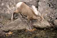 Big Horn Sheep, Jasper National Park CM11-19