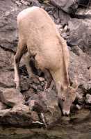 Big Horn Sheep, Jasper National Park CM11-20