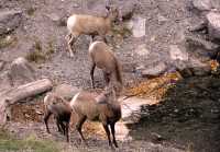Big Horn Sheep, Jasper National Park CM11-21