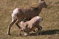 Big Horn Sheep and Lamb, Kananaskis Park CM11-23