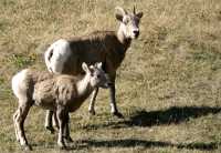 Big Horn Sheep, Kananaskis Park CM11-24