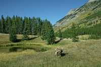 Big Horn Sheep, Kananaskis Park CM11-26
