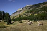 Big Horn Sheep, Kananaskis Park CM11-27