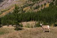 Big Horn Sheep, Kananaskis Park CM11-28