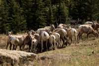 Big Horn Sheep Herd, Kananaskis Park CM11-30