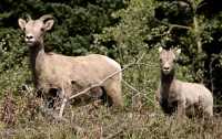 Big Horn Sheep, Kananaskis Park CM11-32