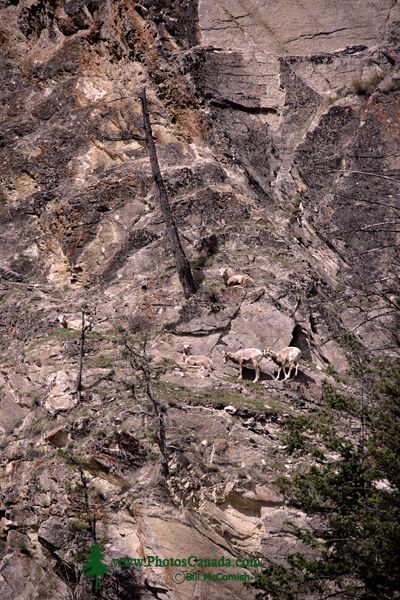 Big Horn Sheep, Radium Hot Springs, Kootenay National Park, BC CM11-39
