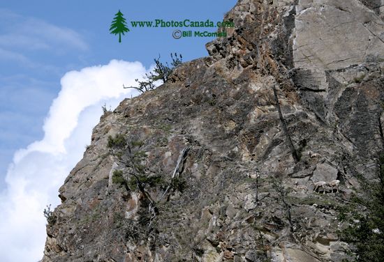 Big Horn Sheep, Radium Hot Springs, Kootenay National Park, BC CM11-38