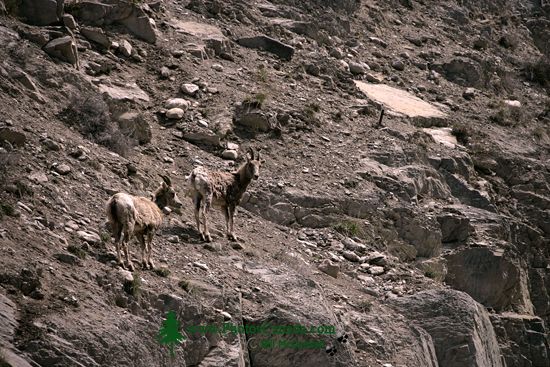 Big Horn Sheep, Radium Hot Springs, Kootenay National Park, BC CM11-36