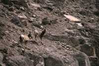 Big Horn Sheep, Radium Hot Springs, Kootenay National Park, BC CM11-36
