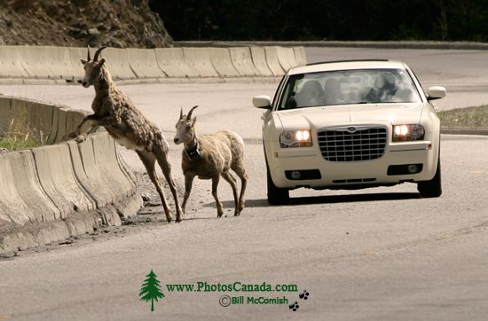 Big Horn Sheep, Radium Hot Springs, Kootenay National Park, BC CM11-35