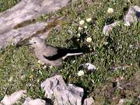 Clarks Nutcracker CM11-22