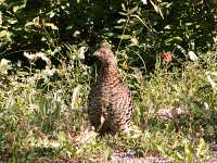 Ruffled Grouse 15