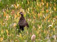 Ruffled Grouse CM11-19