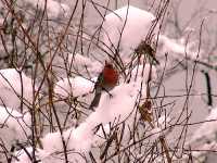 Red Breasted Bird 21