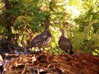 Ruffled Grouse 16 