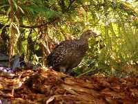 Ruffled Grouse 17 