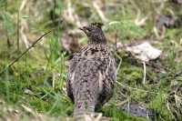 Ruffled Grouse CM-11-18