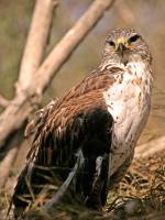 Highlight for Album: Birds of the Calgary Zoo, Owls, Hawks, IMAGES NOT FOR SALE