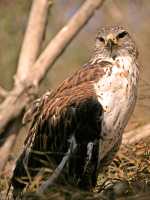 Red Tail Hawk, Calgary Zoo, Alberta CM11-01