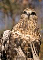 Red Tail Hawk, Calgary Zoo, Alberta CM11-02