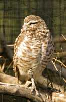 Hawk, Calgary Zoo, Alberta CM11-03