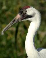 White Sandhill Crane, Calgary Zoo, Alberta CM11-05