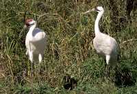 White Sandhill Cranes, Calgary Zoo, Alberta CM11-04