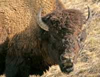 Bison, Northern British Columbia CM-15