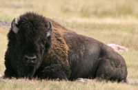 Bison, Grasslands National Park, Saskatchewan, Canada CMX-001